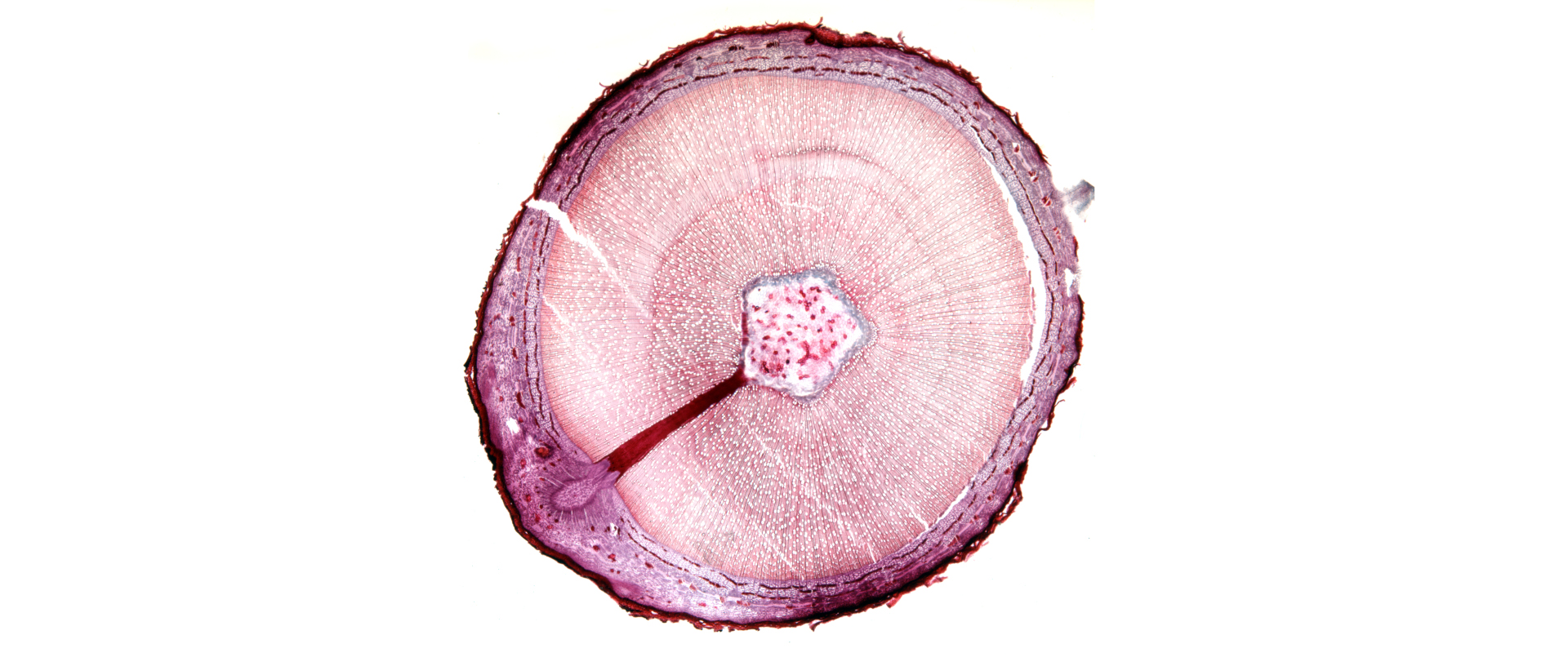Tronco d'albero al microscopio