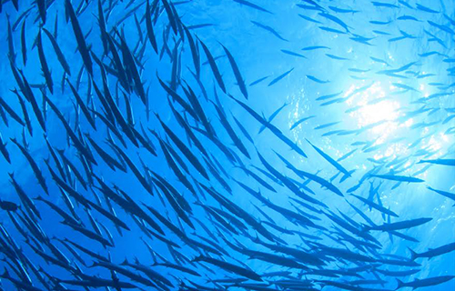 fish photographed underwater